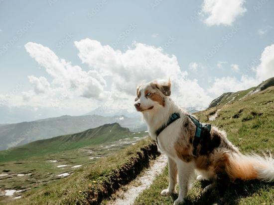 AdobeStock_534113887_Preview.jpeg